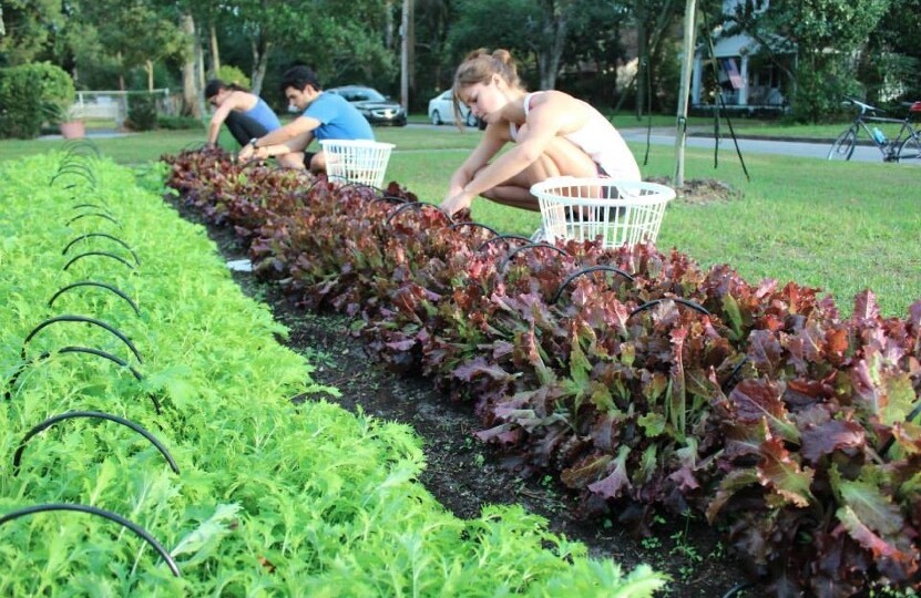 Three people harvest red lettuce from a neighborhood farm.