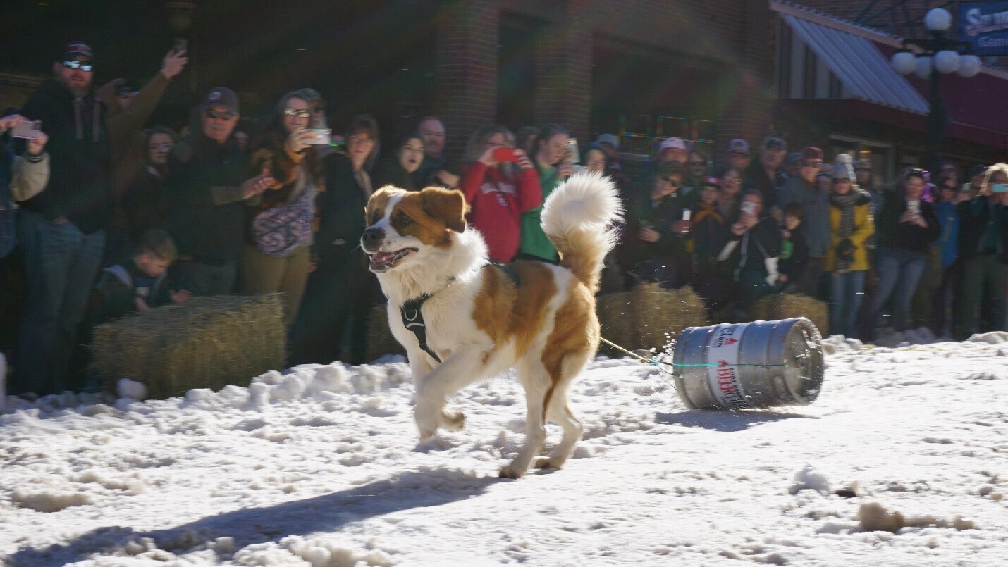 A dog pulling a keg across a the snowy ground while a crowd cheers