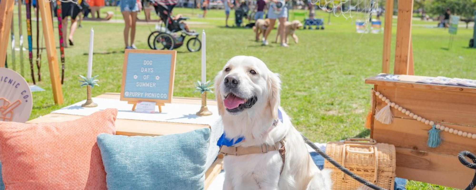 A dog sits on a little couch during an outdoor downtown event