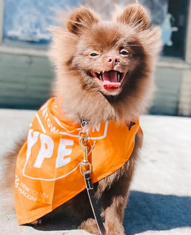 A small fluffy dog wearing an orange bandana