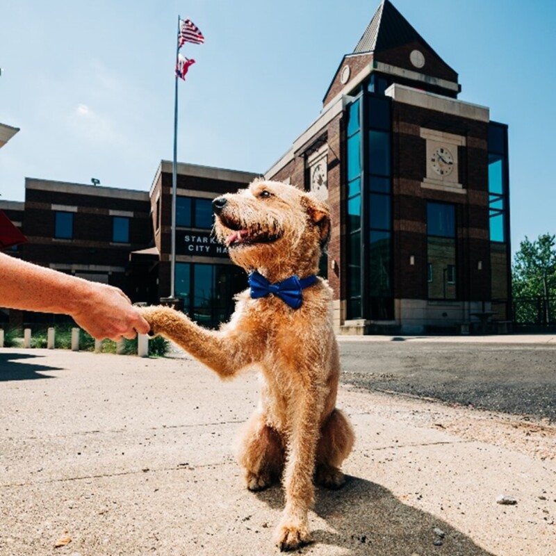 A dog shaking hands with a person