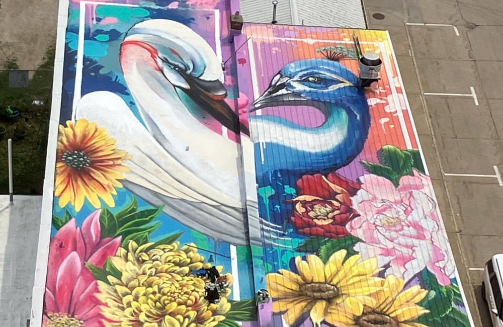 Aerial view of a vibrant rooftop mural featuring a swan, a peacock, and flowers.