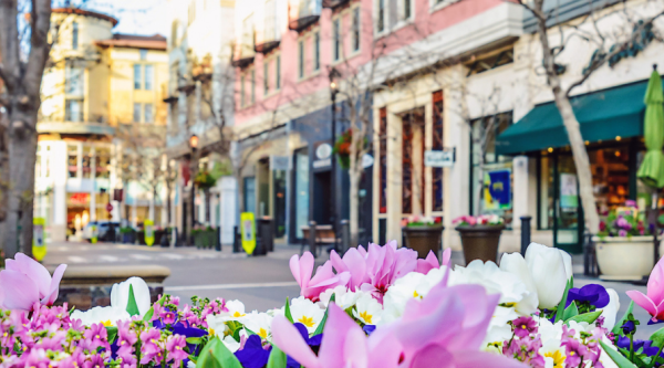 Purple flowers in a garden bed along a downtown street