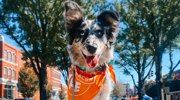 A dog wearing the NewTown Macon Hype Hounds bandana